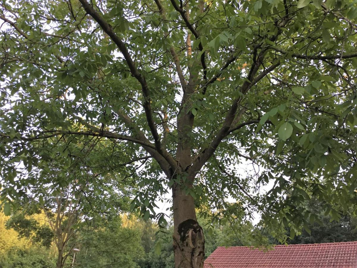 B&B Op 'T Eikenschoor Soerendonk Exteriör bild